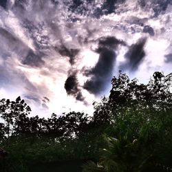 Low angle view of trees against sky