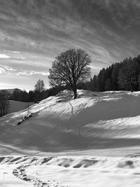 Trees on snow covered field against sky