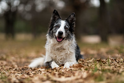 Portrait of dog running on field