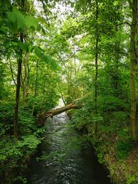 Scenic view of forest against sky