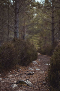 Trees growing in forest