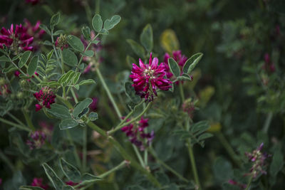 Close-up of pink flowering plant