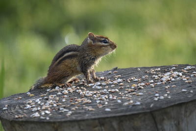 Close-up of chipmunk on wood