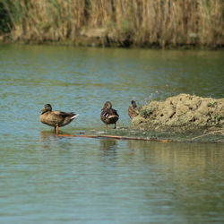 Ducks swimming on lake