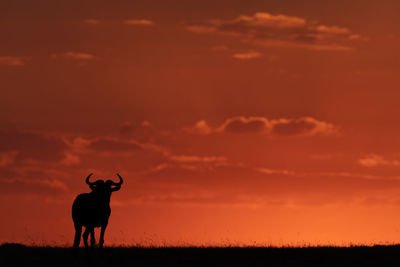 Silhouette wildebeest standing on field against sky during sunset