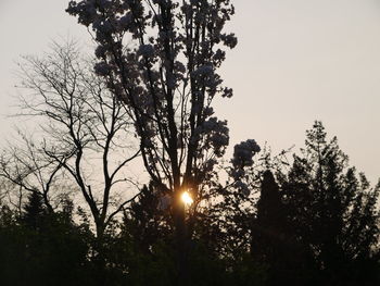 Low angle view of silhouette trees against sky during sunset