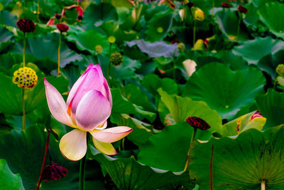 Close-up of pink lotus water lily