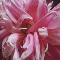 Full frame shot of pink flowers