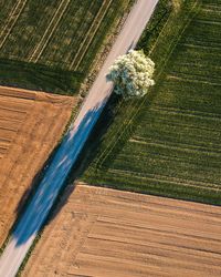 High angle view of agricultural field