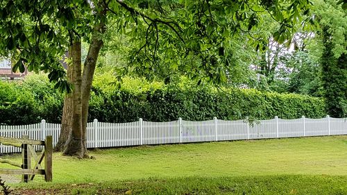 Trees in park