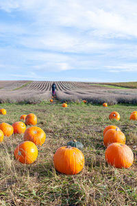 Pick your own pumpkin on farm from pumpkin patch.