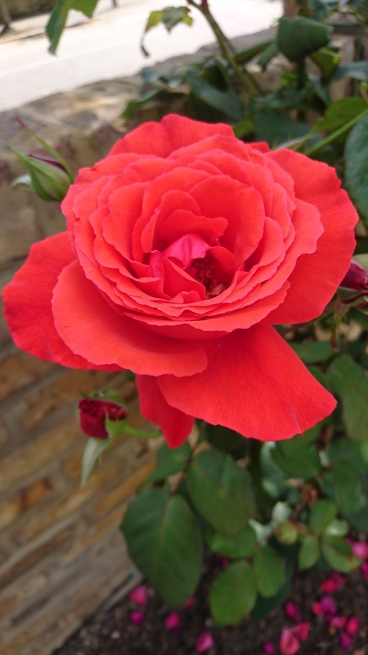 CLOSE-UP OF RED ROSE IN BLOOM