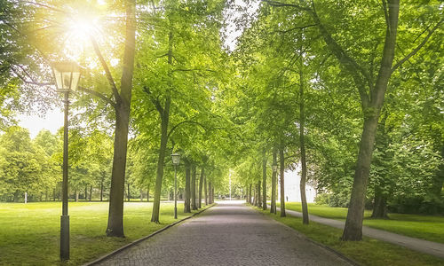 Road amidst trees in park