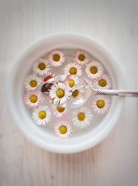 High angle view of white daisy on table