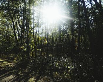 Trees in forest against sky