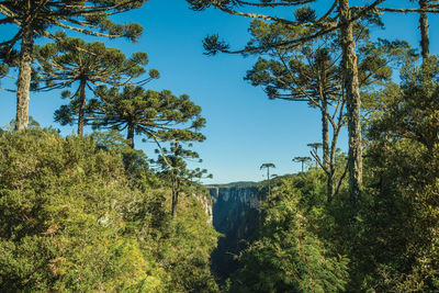 Itaimbezinho canyon with steep cliffs covered by forest and pine trees near cambará do sul, brasil.