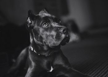 Close-up portrait of dog sitting