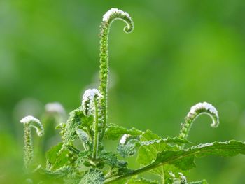 Close-up of fern