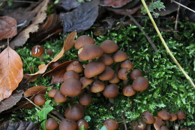 Close-up of fresh green leaves