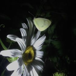 Close-up of white flowers