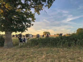 Cows on field against sky