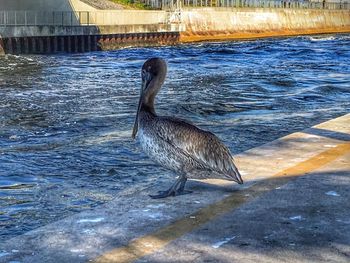 Bird in water