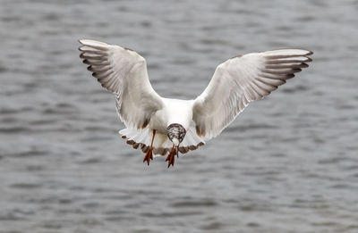 Seagull flying over white background