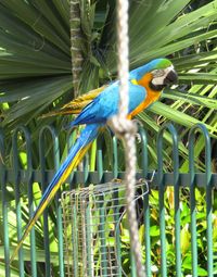 Blue gold macaw