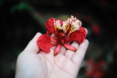 Close-up of hand holding red flower