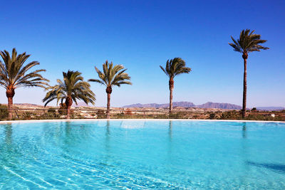 Palm trees by swimming pool against sky