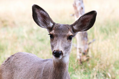 Close-up portrait of deer