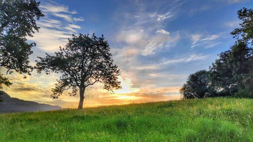 Trees on field against sky during sunset