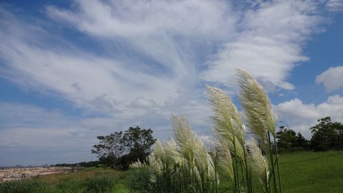Scenic view of grassy field against sky