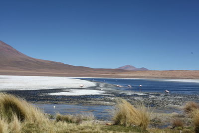 Flamingos on salt flats against clear blue sky