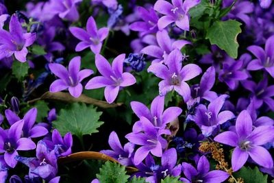 Close-up of purple flowers blooming outdoors