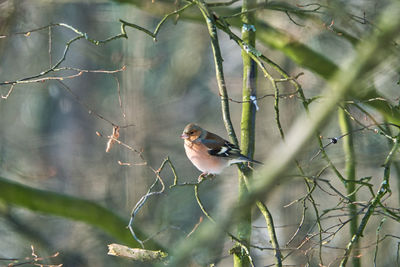 Bird perching on a branch