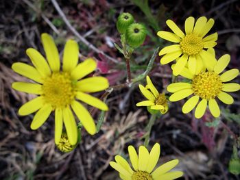 Close-up of yellow flower