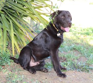 Black dog sitting on grass