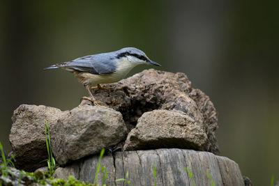 Close-up of bird perching on rock