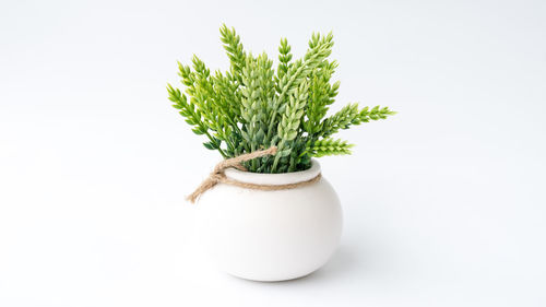 Close-up of potted plant over white background