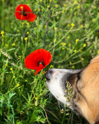 Close-up of red poppy flower