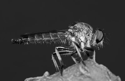 Close-up of fly against black background