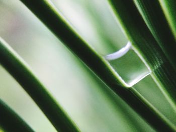 Extreme close up of leaf