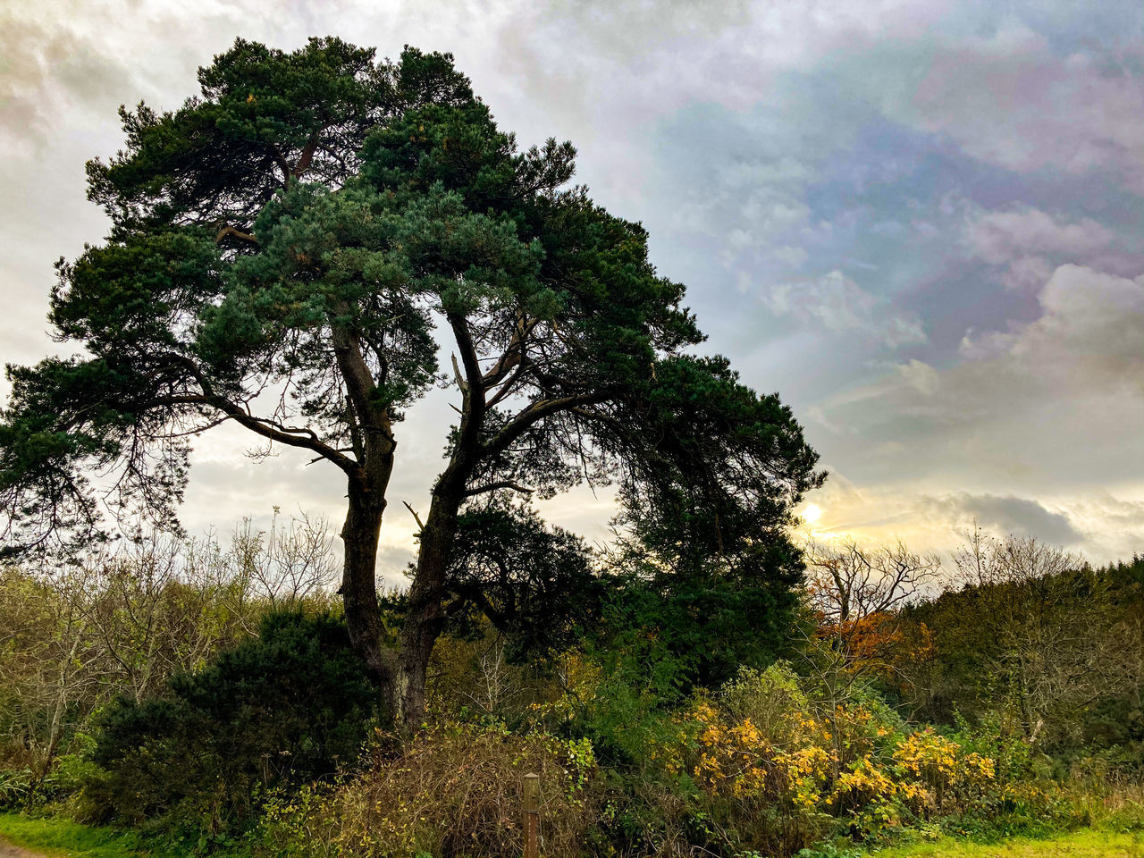 TREES GROWING ON FIELD