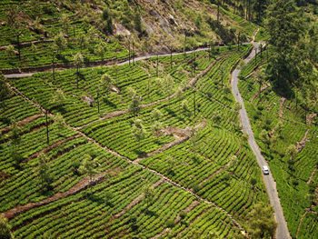 High angle view of rice paddy