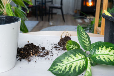 Close-up of potted plant on table