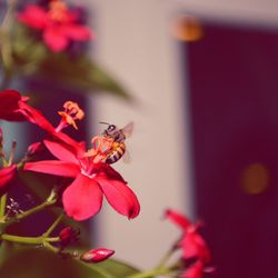 Close-up of bee pollinating on red flower