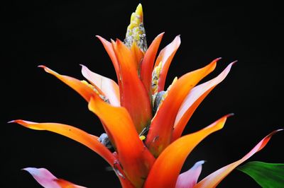 Close-up of orange flowers against black background