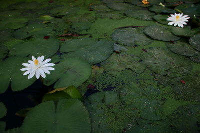 Lotus water lily on leaves in lake