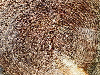 Full frame shot of tree stump